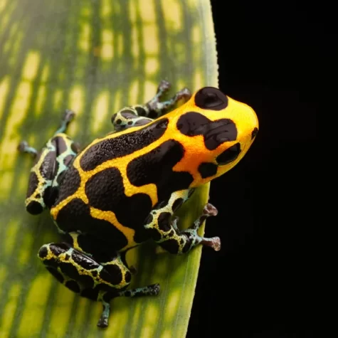 Multicolored Poisin Dart Frog