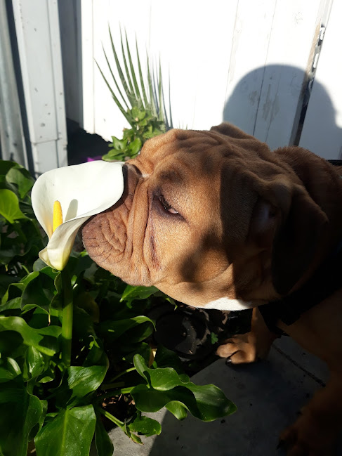 Doroteo family dog ( Simba ) sniffing flower.