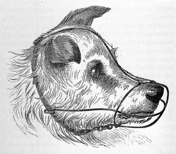 Device used to prevent a dog from biting to prevent the spread of rabies