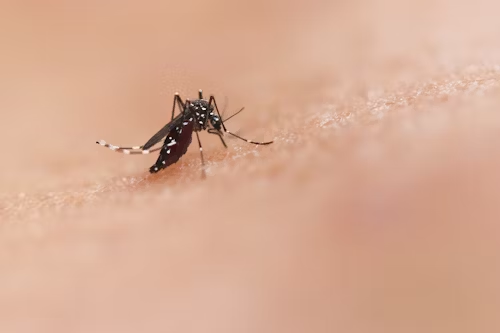 Mosquito lands on human skin, from the National Institute of Allergy and Infectious                      Diseases