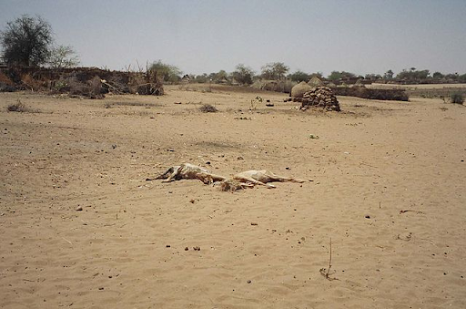 Animal carcasses rotting near the burned and looted village of Tawila, west of El Fasher in North Darfur, Sudan, February 27. (Wikimedia Commons)
