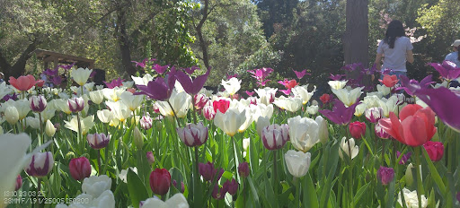 A picture of the tulips in bloom at Descanso Garden 
